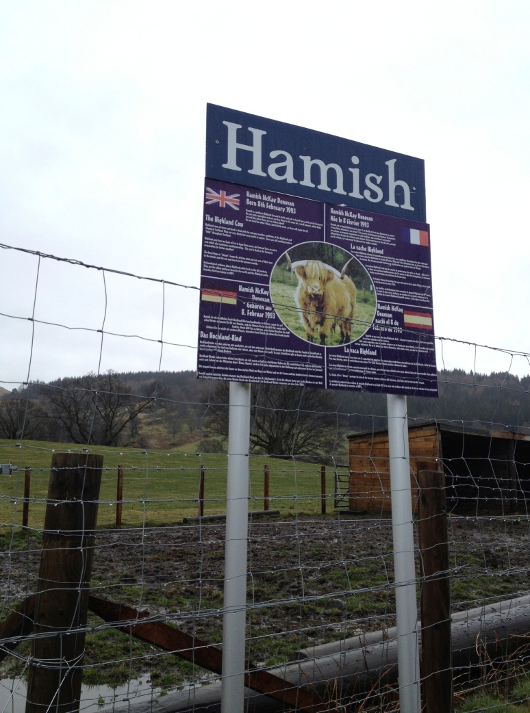 Hamish is a famous Scottish Highland cow. 